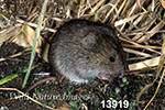 Microtus pennsylvanicus, Meadow Vole